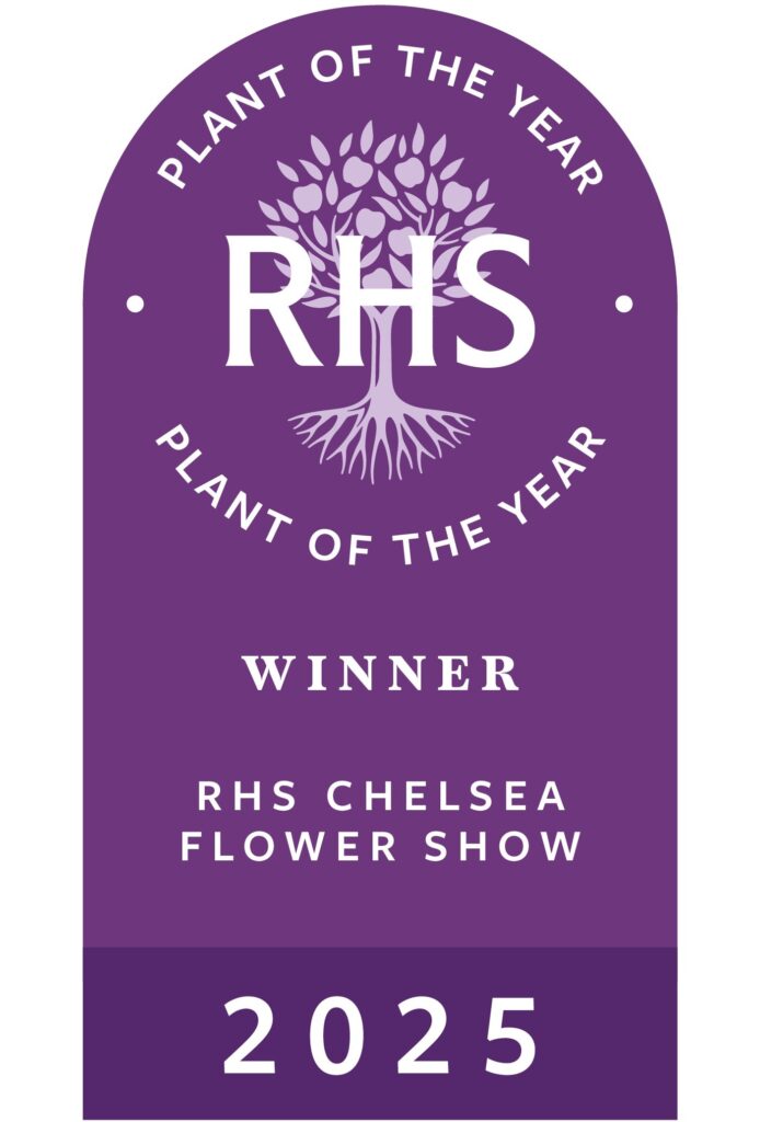 Philadelphus ‘Petite Perfume Pink’ 3L 5023242393544 2